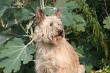 BOUVIER DES ARDENNES 386